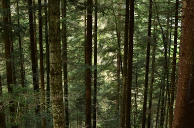 Photo of View of tall green trees in forest