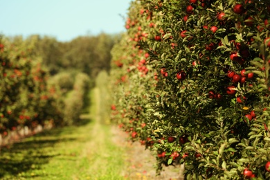 Photo of Beautiful view of apple orchard on sunny autumn day