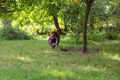 Cute Chocolate Labrador Retriever dog with toy in summer park