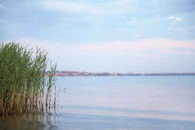 Photo of Picturesque view of beautiful river beach with reeds