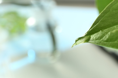 Photo of Water drop on green leaf against blurred background, closeup with space for text. Plant chemistry
