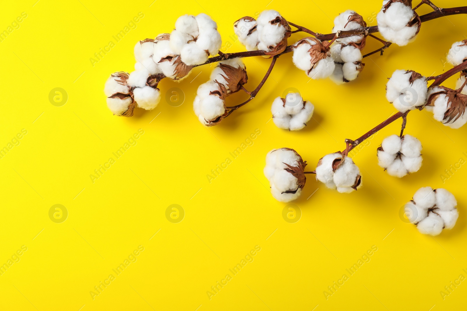 Photo of Fluffy cotton flowers on yellow background, top view. Space for text