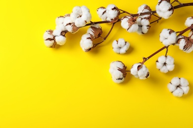 Photo of Fluffy cotton flowers on yellow background, top view. Space for text