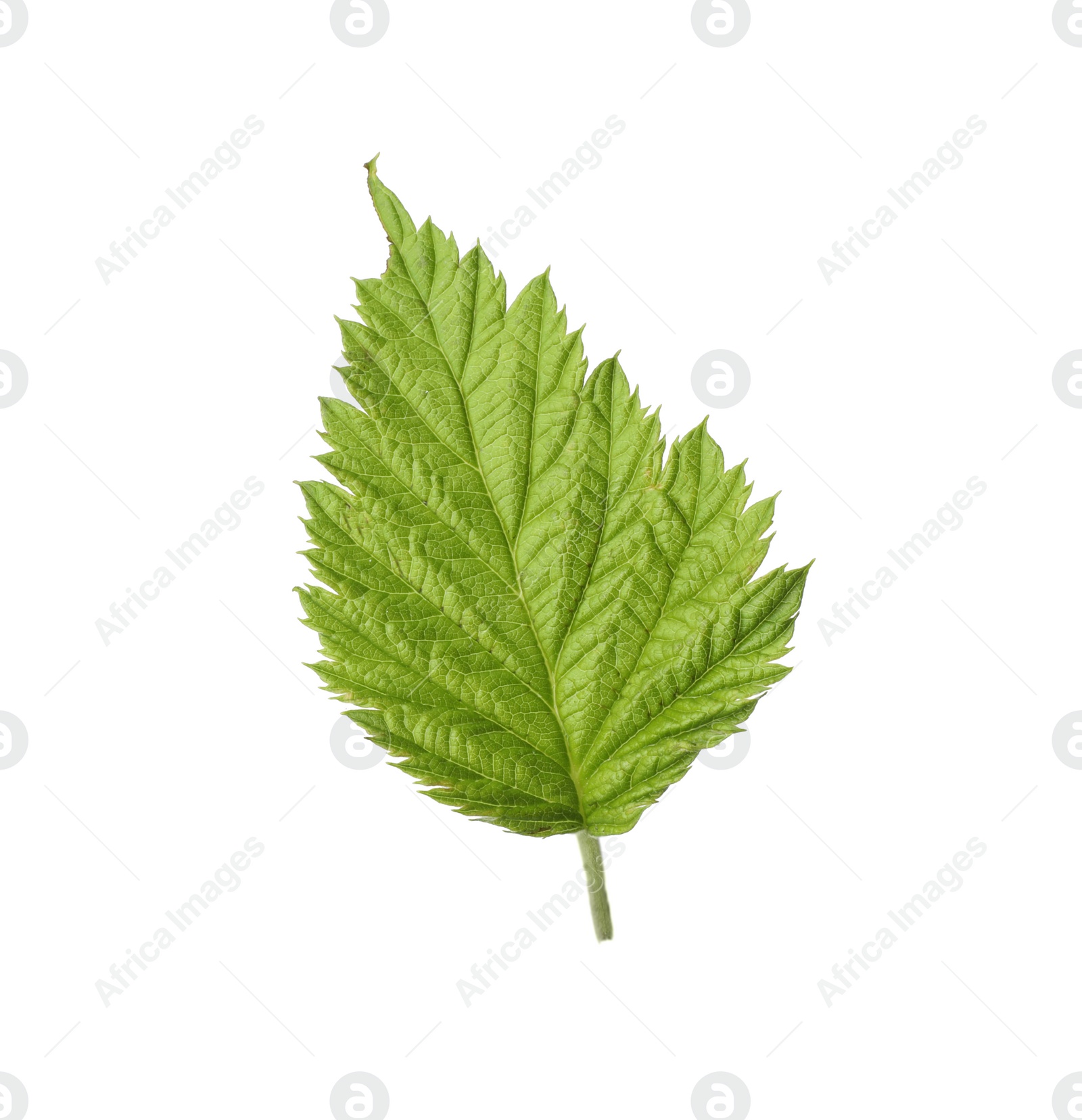 Photo of Fresh green raspberry leaf on white background