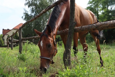 Photo of Beautiful horse grazing on green grass in paddock outdoors