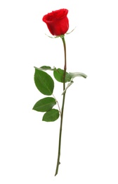 Photo of Beautiful red rose on white background. Perfect gift