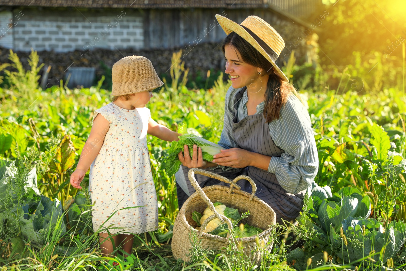 Photo of Mother and daughter harvesting fresh ripe cabbages on farm