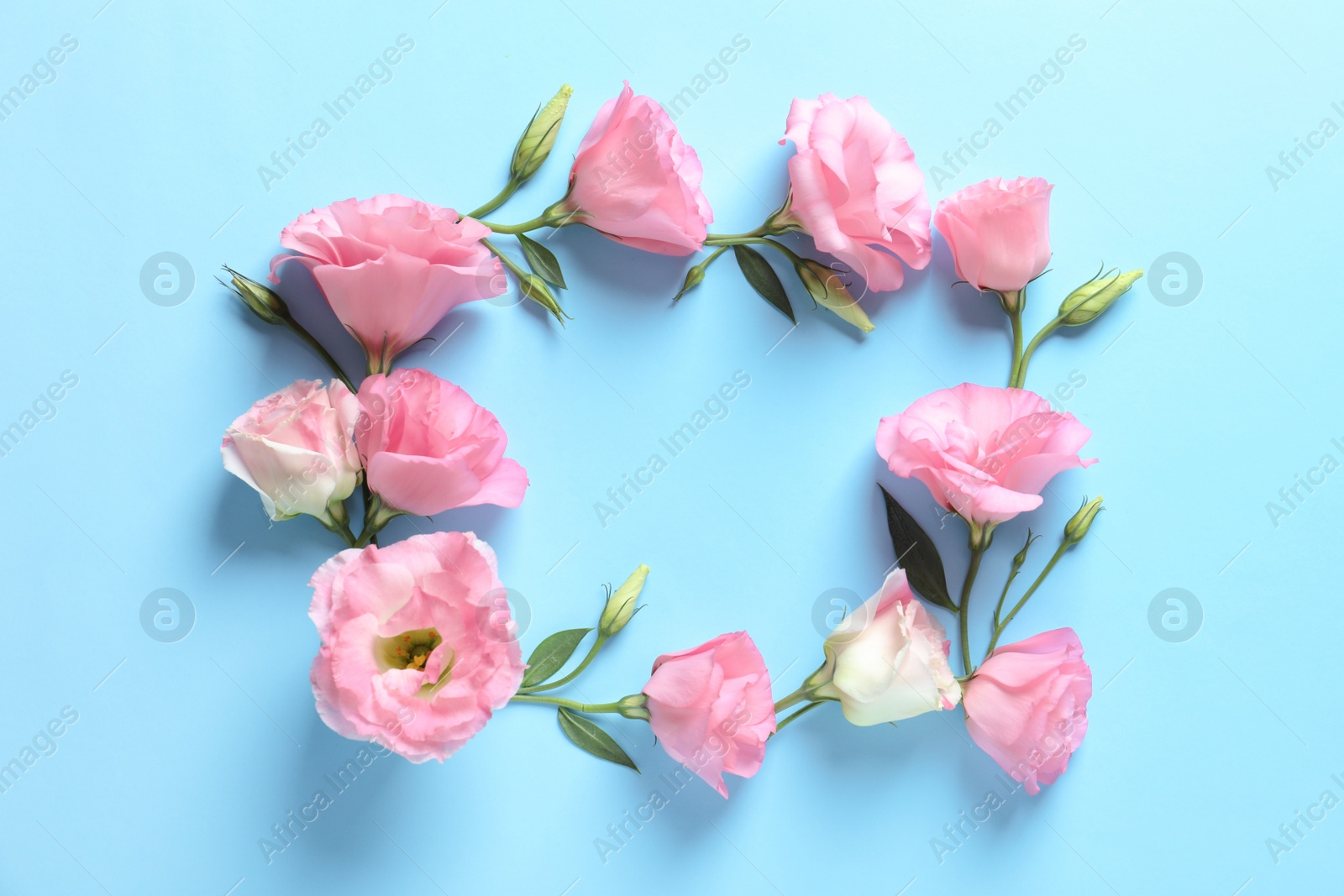 Photo of Flat lay composition with beautiful Eustoma flowers on color background