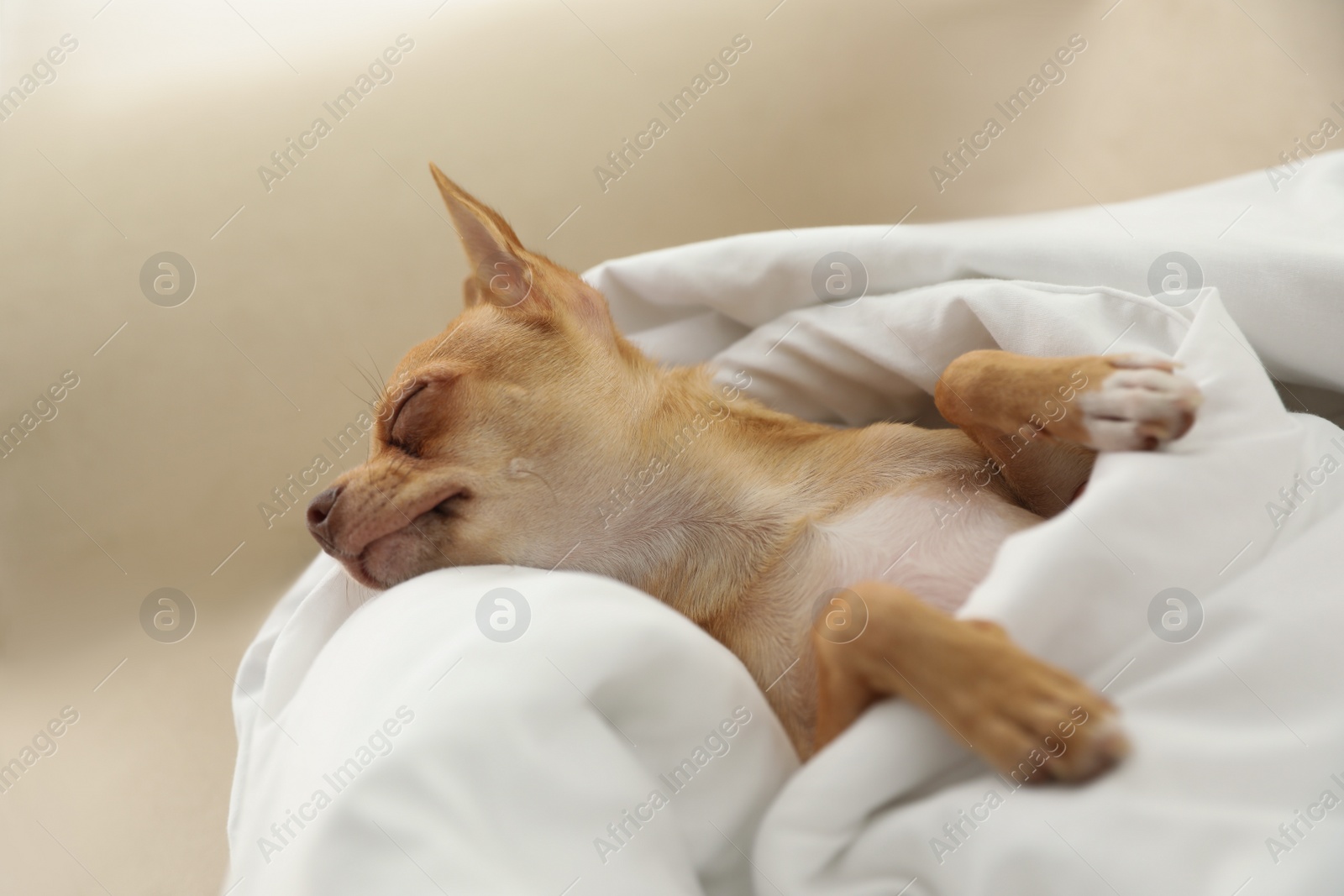 Photo of Cute Chihuahua dog sleeping under blanket at home