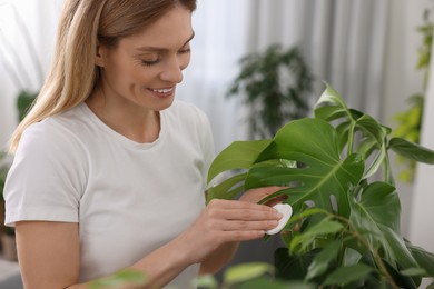 Photo of Woman wiping leaves of beautiful houseplant with cotton pad at home