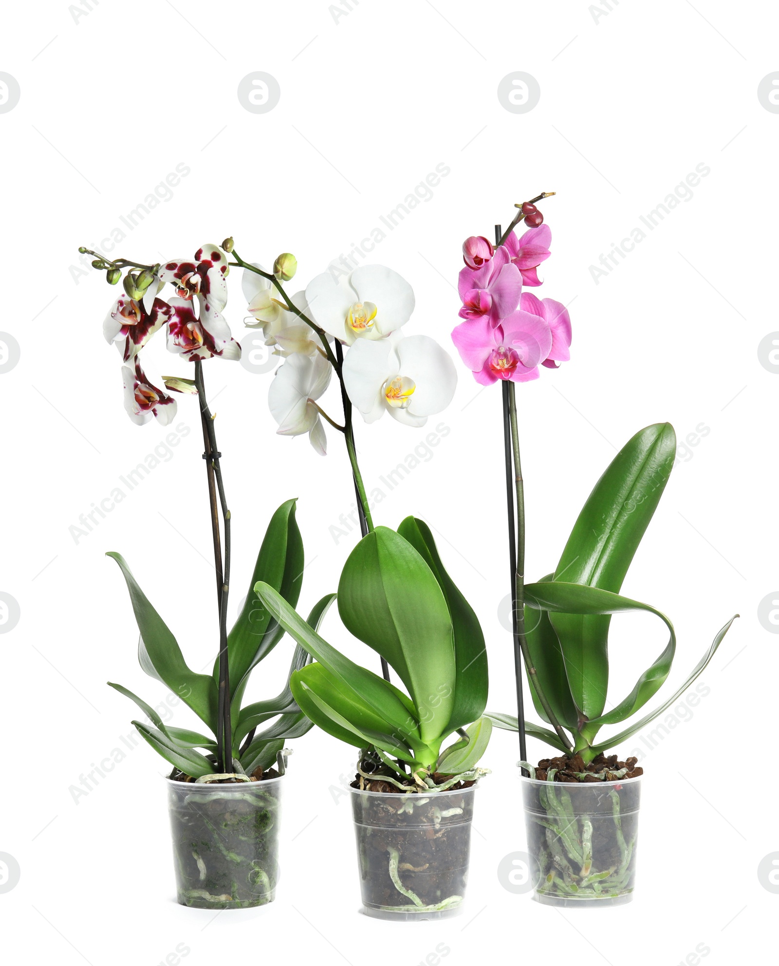 Photo of Beautiful tropical orchid flowers in pots on white background