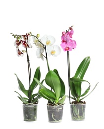 Photo of Beautiful tropical orchid flowers in pots on white background