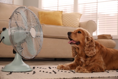 Photo of English Cocker Spaniel enjoying air flow from fan on floor indoors. Summer heat