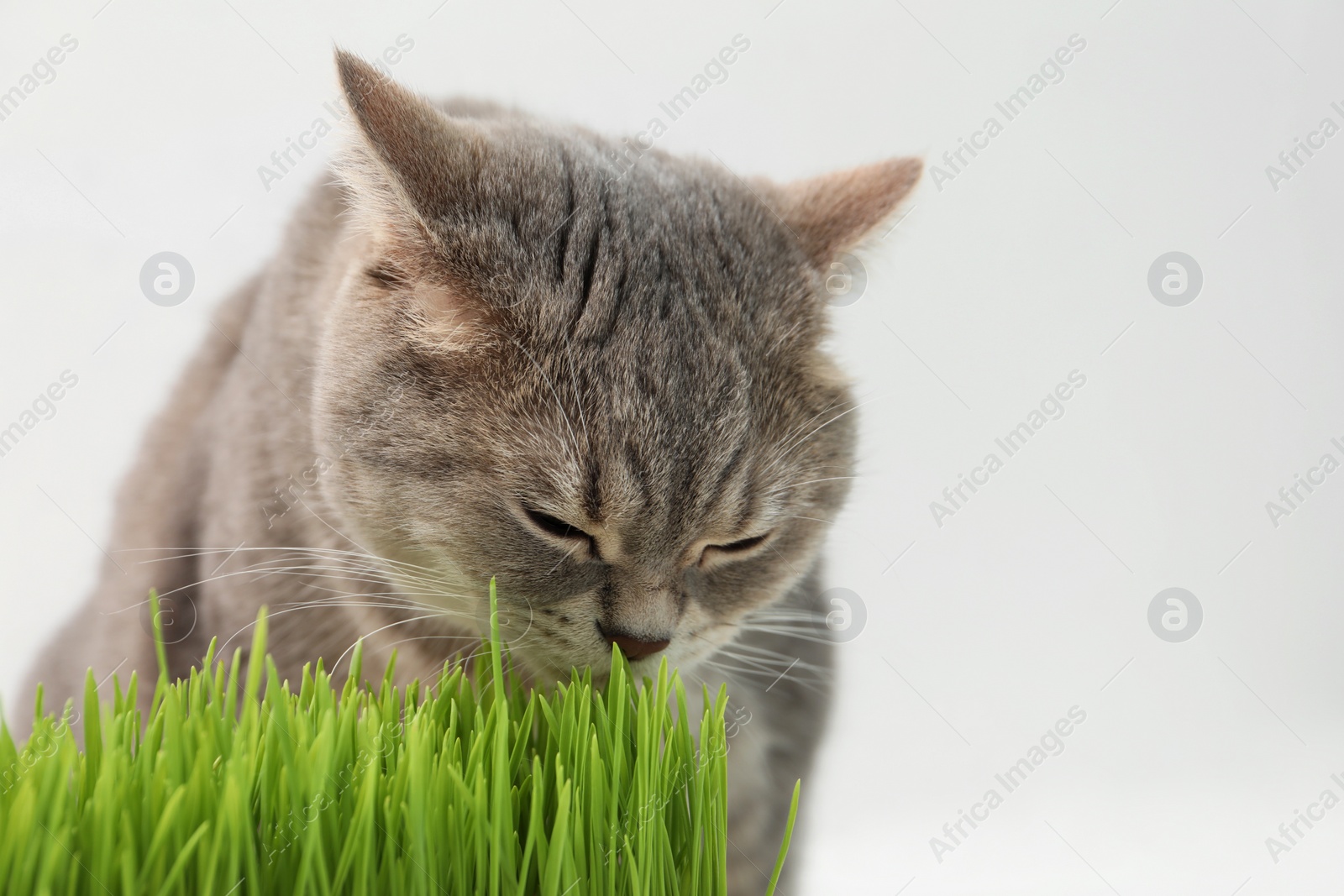 Photo of Cute cat near potted green grass on white background, closeup. Space for text