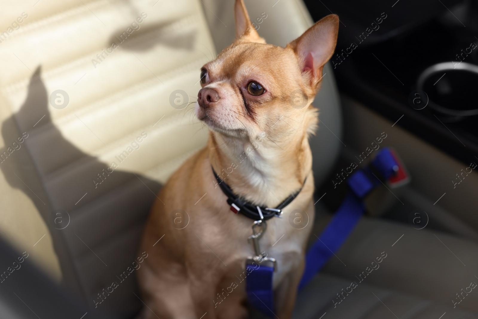 Photo of Small Chihuahua dog in car. Cute pet