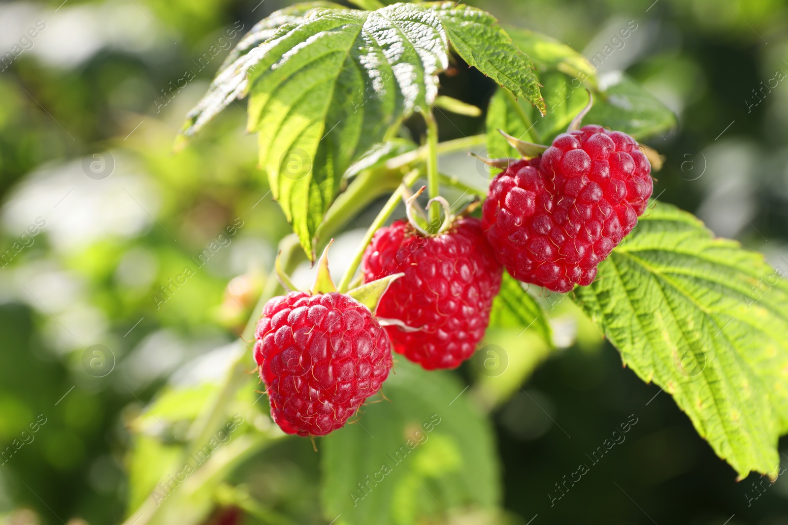 Photo of Red raspberries growing on bush outdoors, closeup