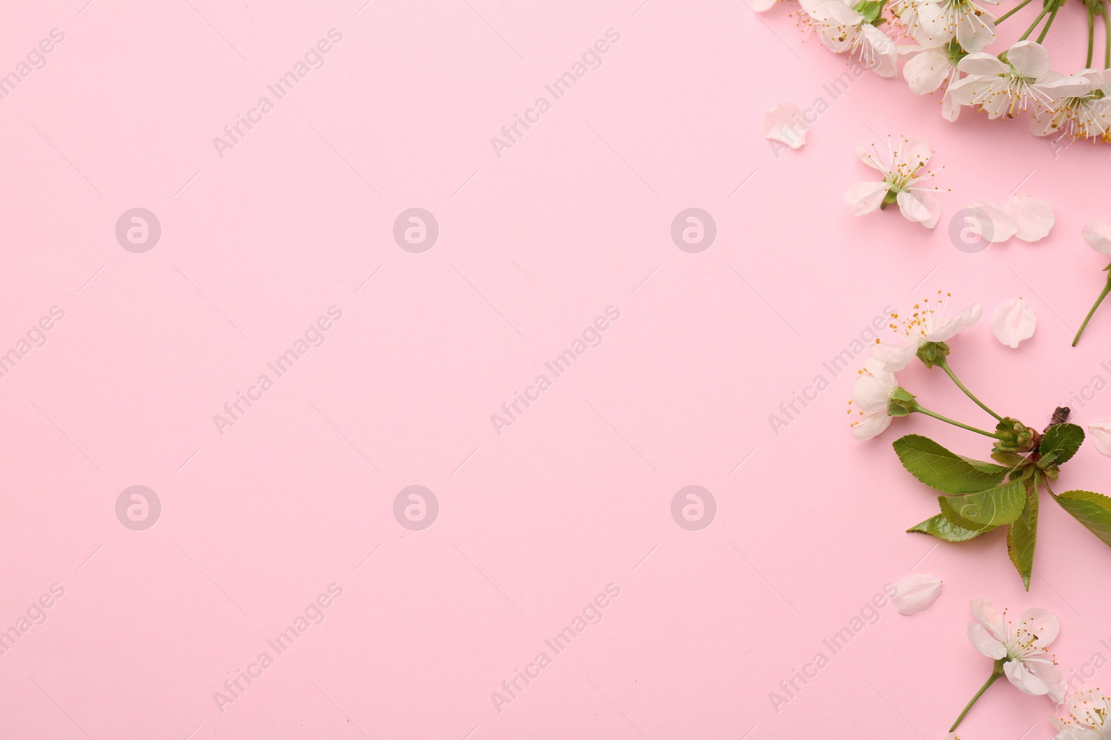 Photo of Beautiful spring tree blossoms and petals on pink background, flat lay. Space for text