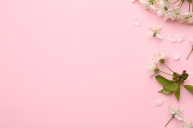 Photo of Beautiful spring tree blossoms and petals on pink background, flat lay. Space for text