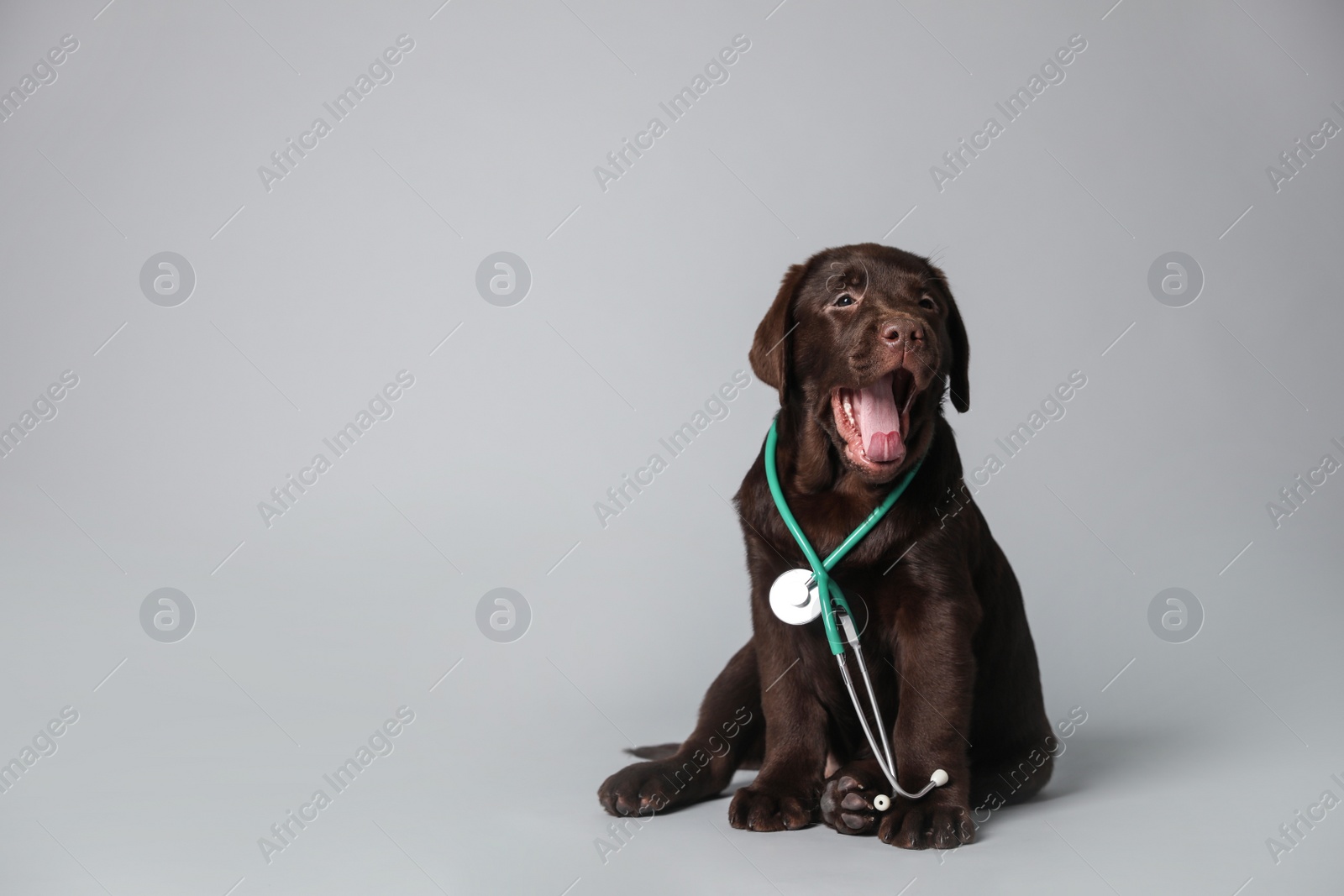 Photo of Cute Labrador dog with stethoscope as veterinarian on light grey background. Space for text