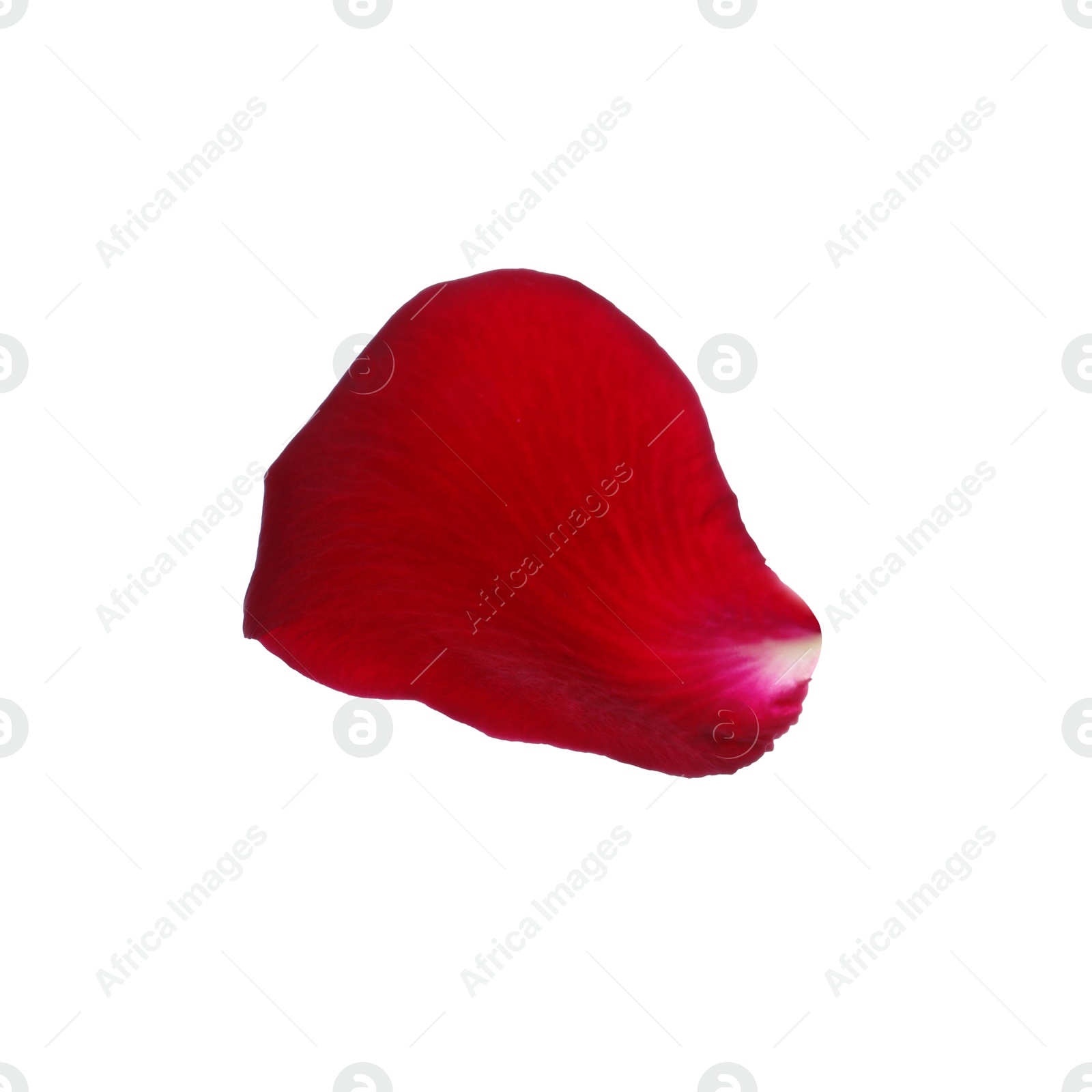 Photo of Red rose flower petal on white background