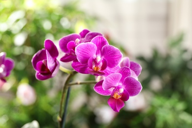 Beautiful blooming orchid on blurred background, closeup view