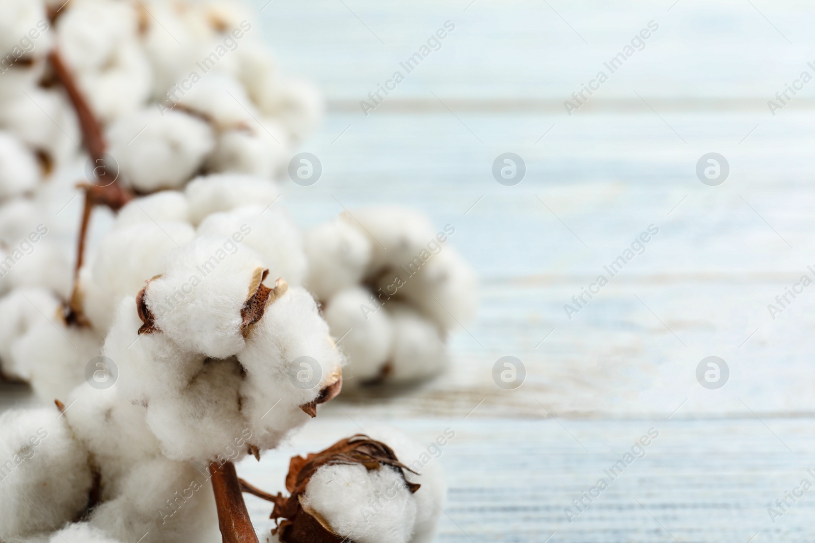 Photo of Fluffy cotton flowers on white wooden background, closeup. Space for text
