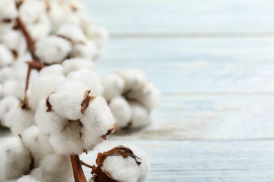 Fluffy cotton flowers on white wooden background, closeup. Space for text