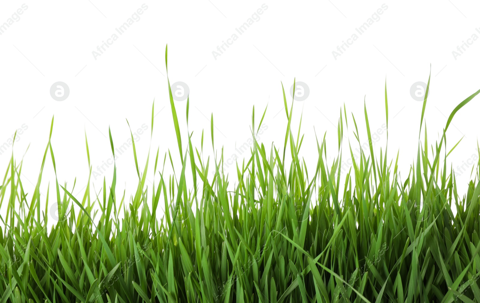 Photo of Fresh green grass on white background. Spring season