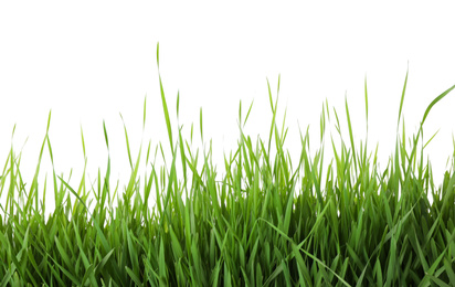 Fresh green grass on white background. Spring season