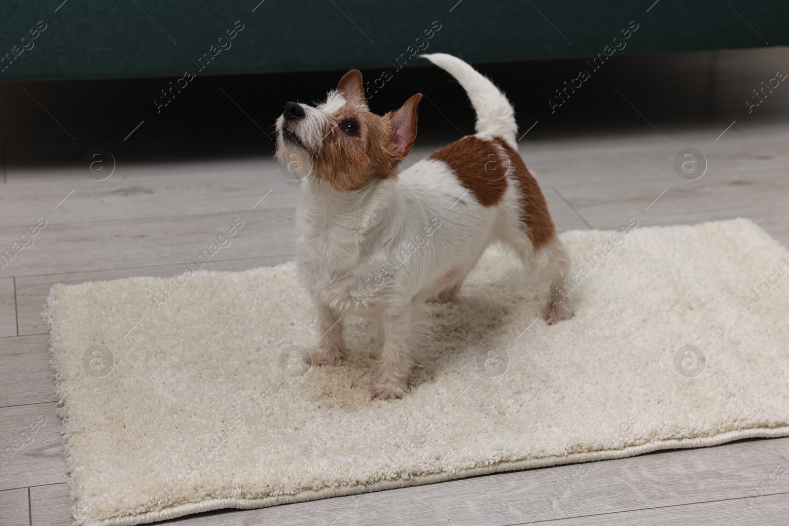 Photo of Cute dog near wet spot on rug indoors