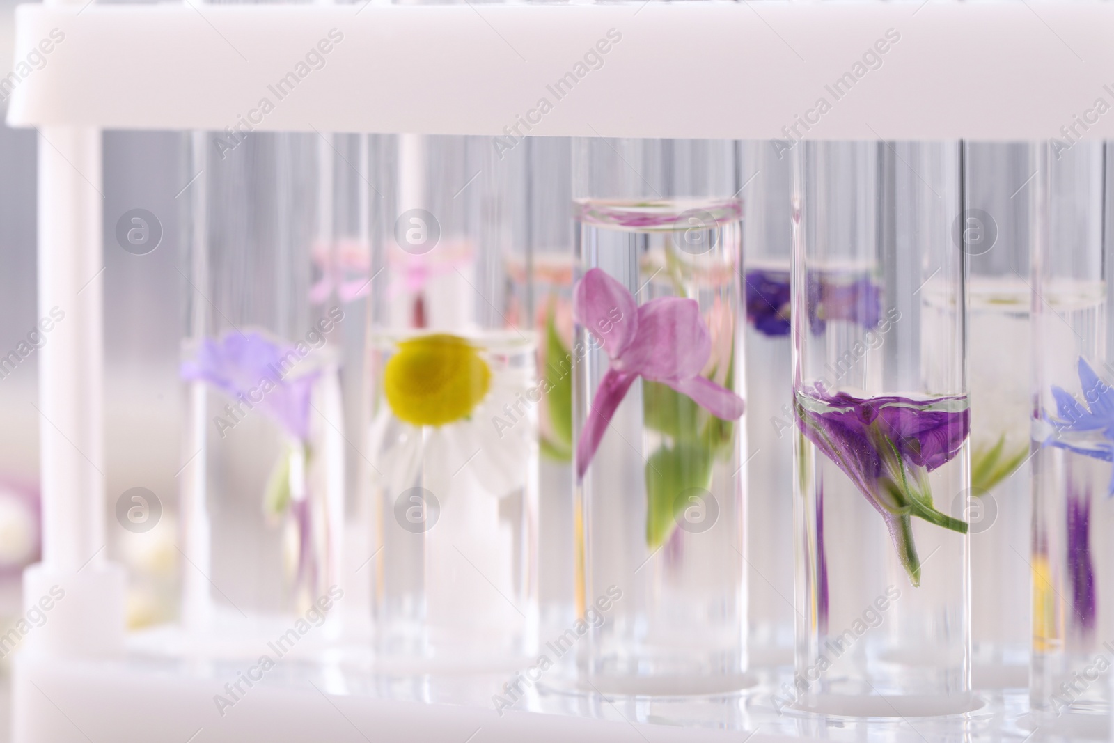 Photo of Test tubes with different flowers, closeup. Essential oil extraction