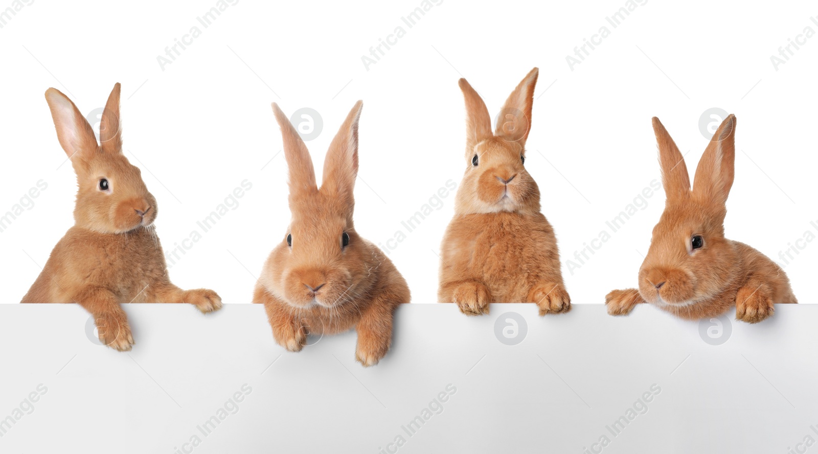 Image of Cute funny bunnies peeking out of blank banner, space for text. Easter symbol