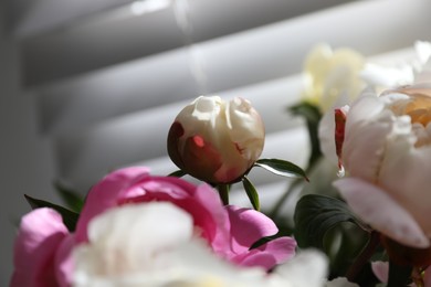 Closeup view of beautiful peonies near window indoors