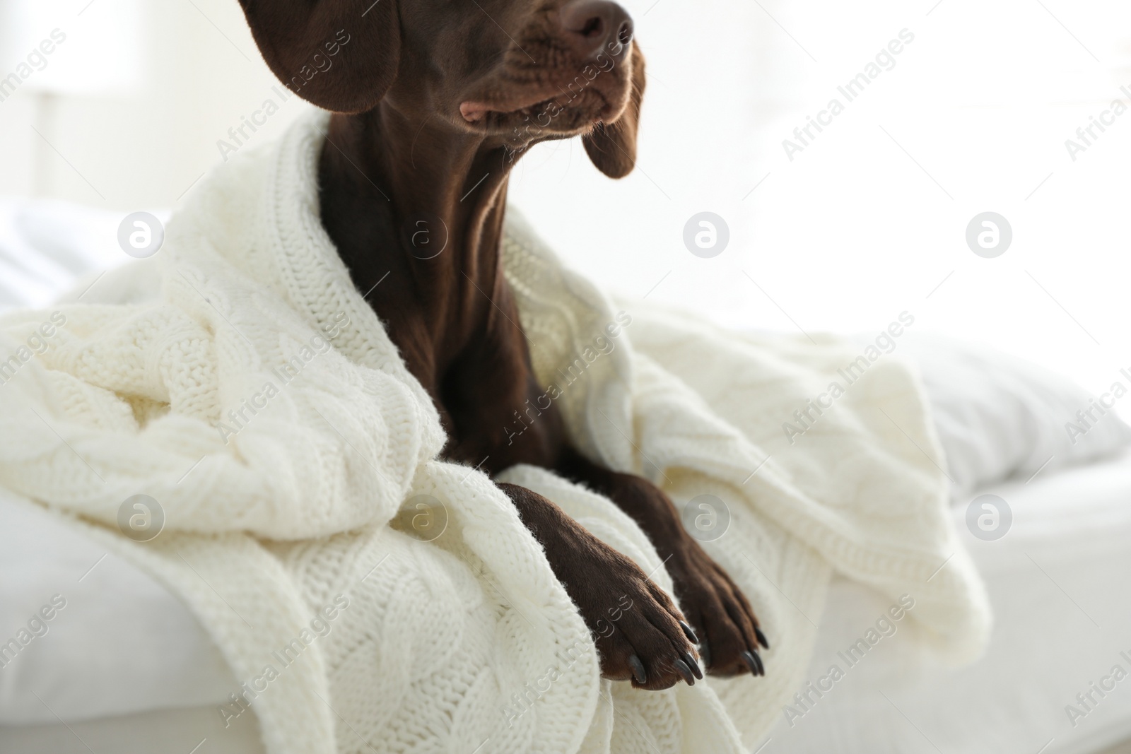 Photo of Adorable dog under plaid on bed at home, closeup