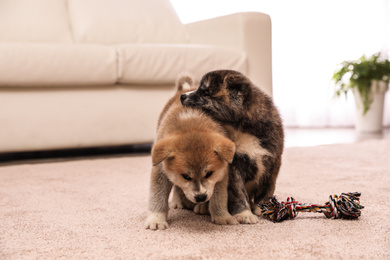 Photo of Cute Akita inu puppies with toy indoors. Friendly dogs