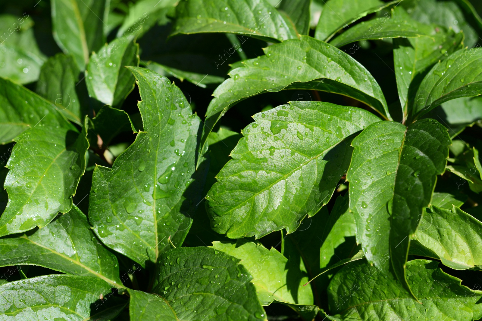 Photo of Closeup view of green leaves with water drops