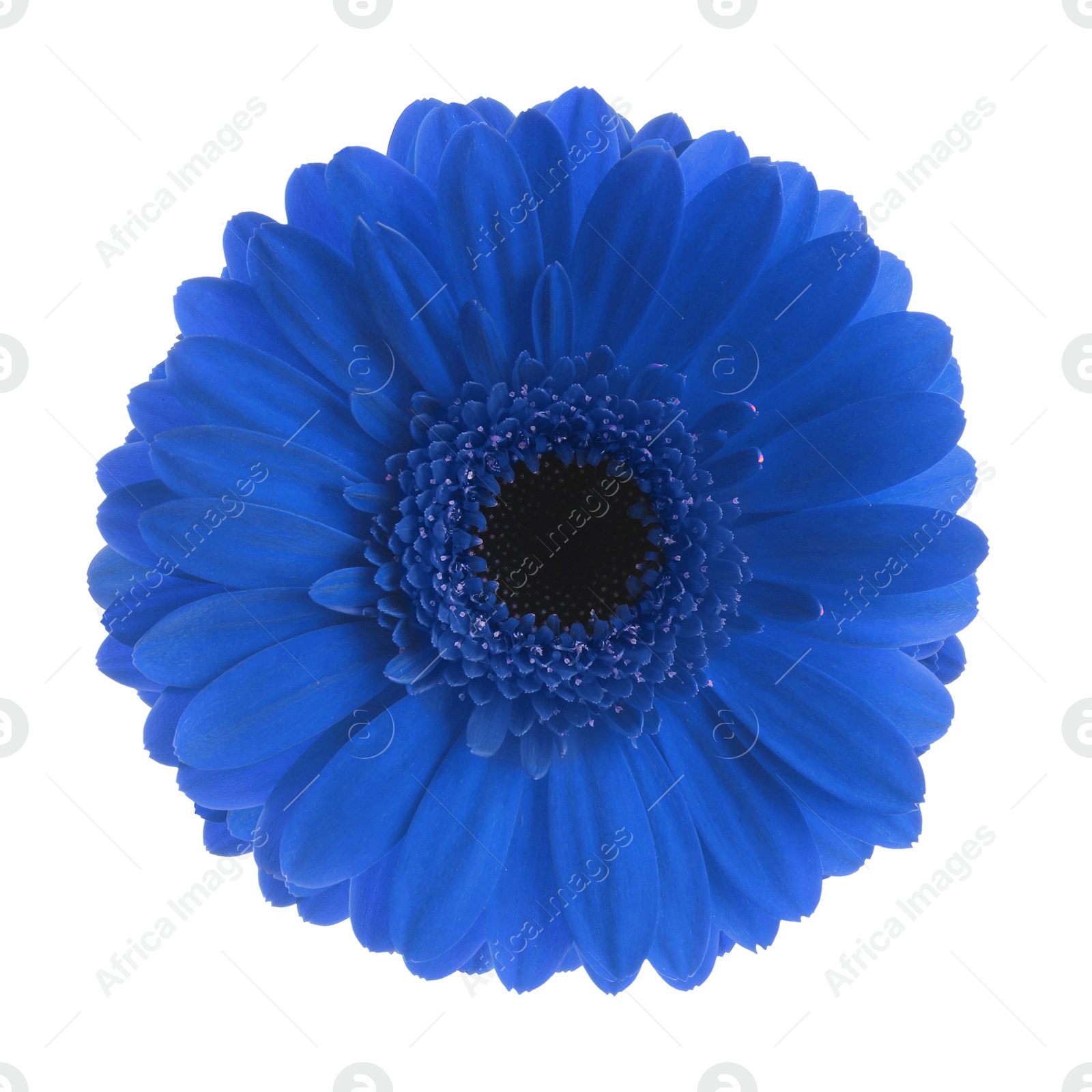 Image of Beautiful blue gerbera flower on white background