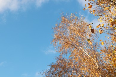 Beautiful trees with bright leaves against sky on autumn day, low angle view. Space for text