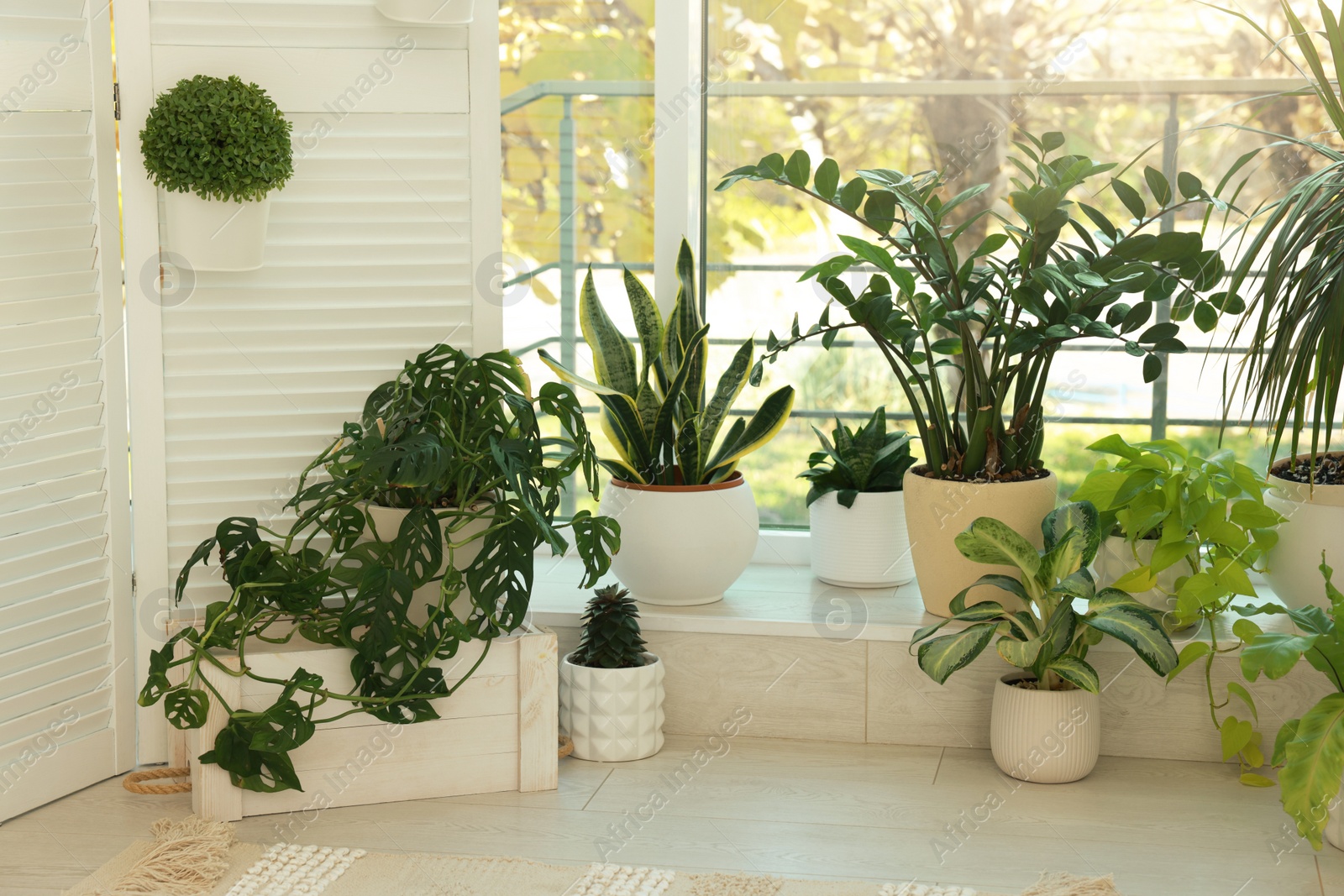 Photo of Many beautiful houseplants in light room. Interior design