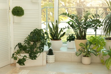 Photo of Many beautiful houseplants in light room. Interior design