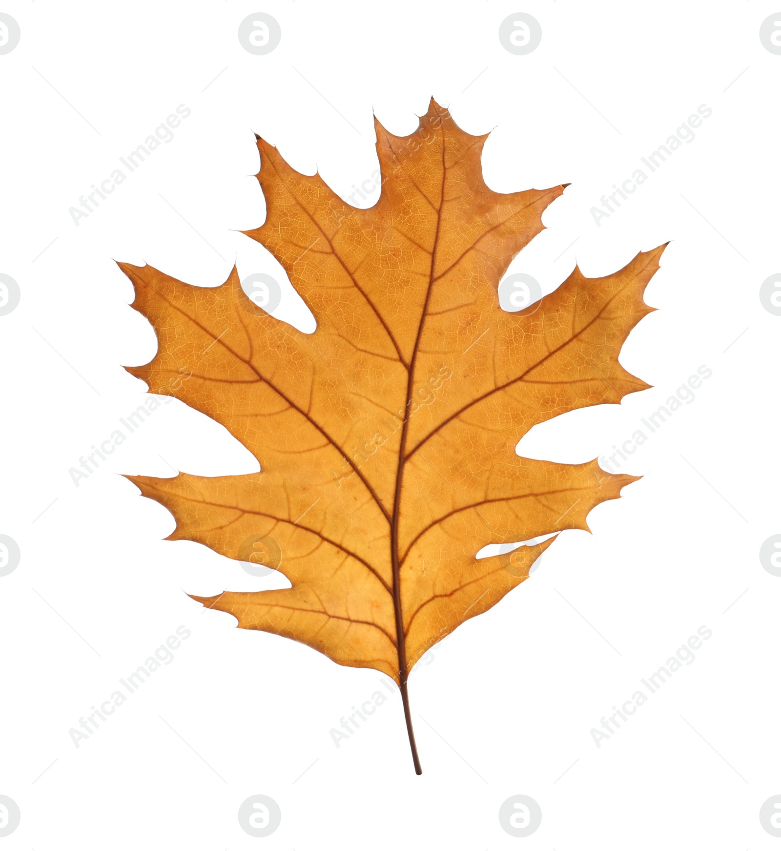 Photo of Beautiful autumn leaf on white background. Fall foliage