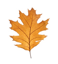 Beautiful autumn leaf on white background. Fall foliage