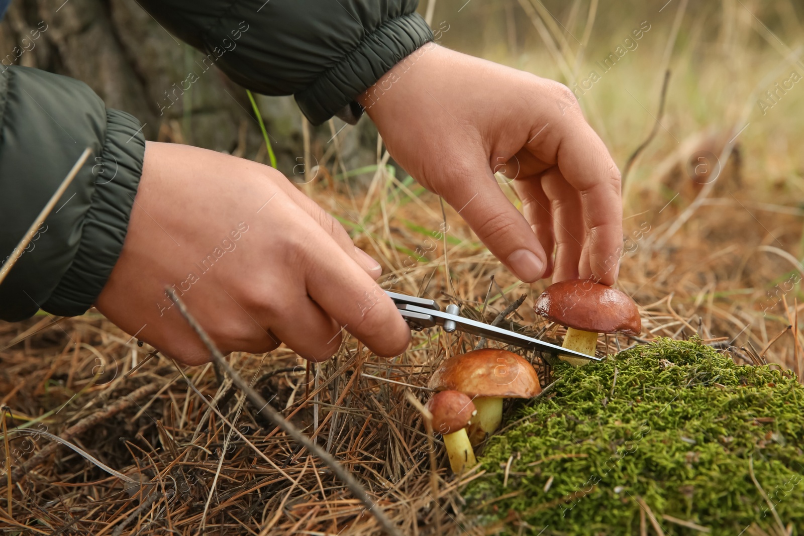 Photo of Man cutting boletus mushroom with knife in forest, closeup