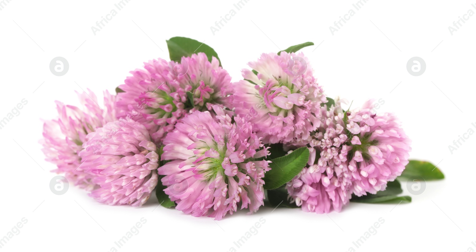 Photo of Beautiful blooming clover flowers on white background