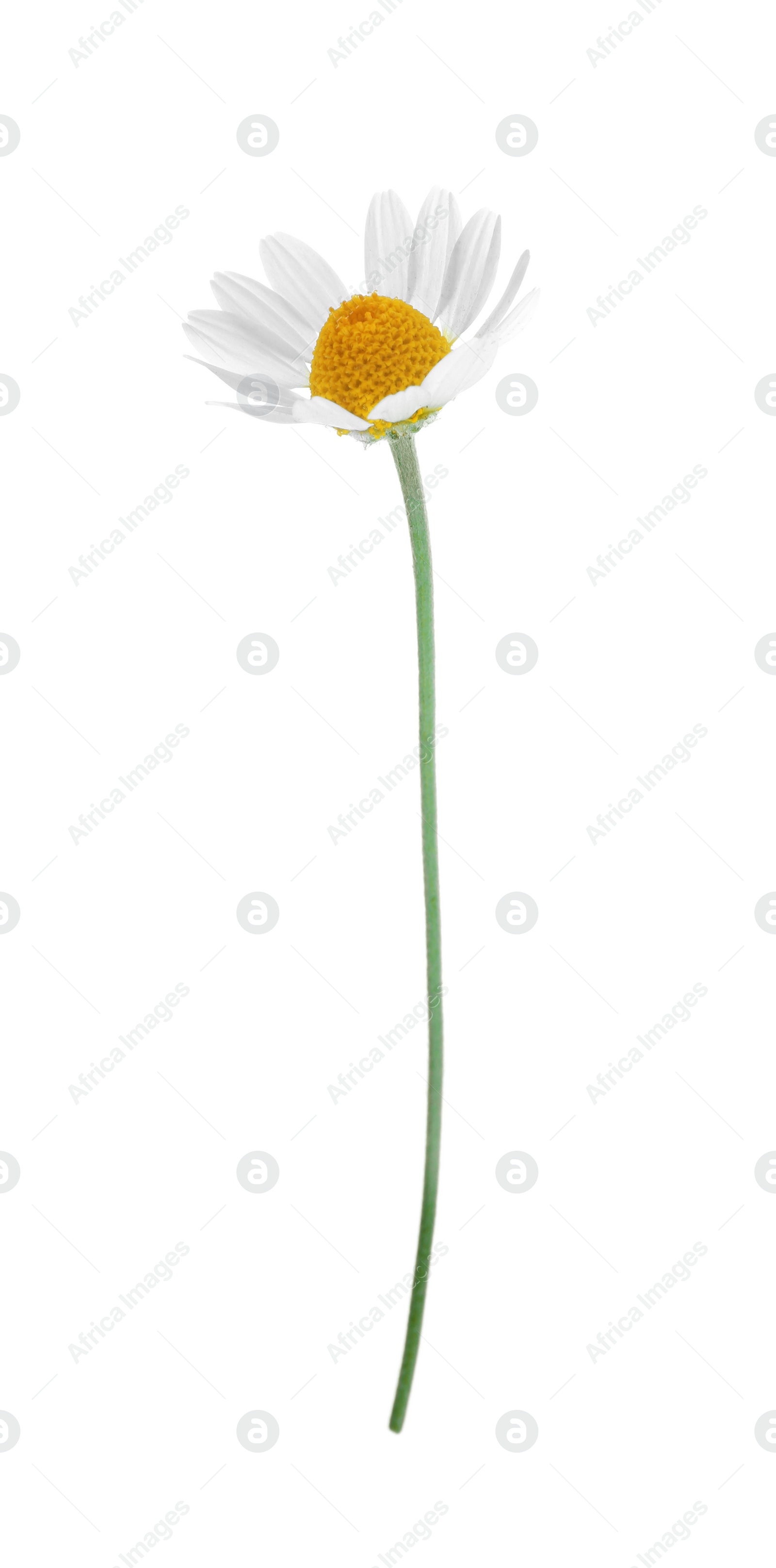 Photo of Blooming chamomile isolated on white. Beautiful flower