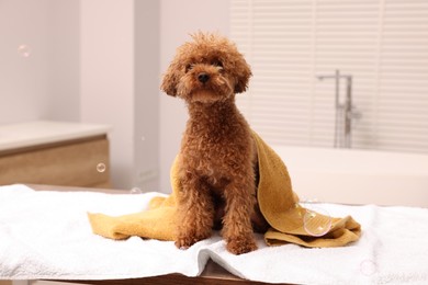 Photo of Cute Maltipoo dog wrapped in towel and soap bubbles in bathroom. Lovely pet