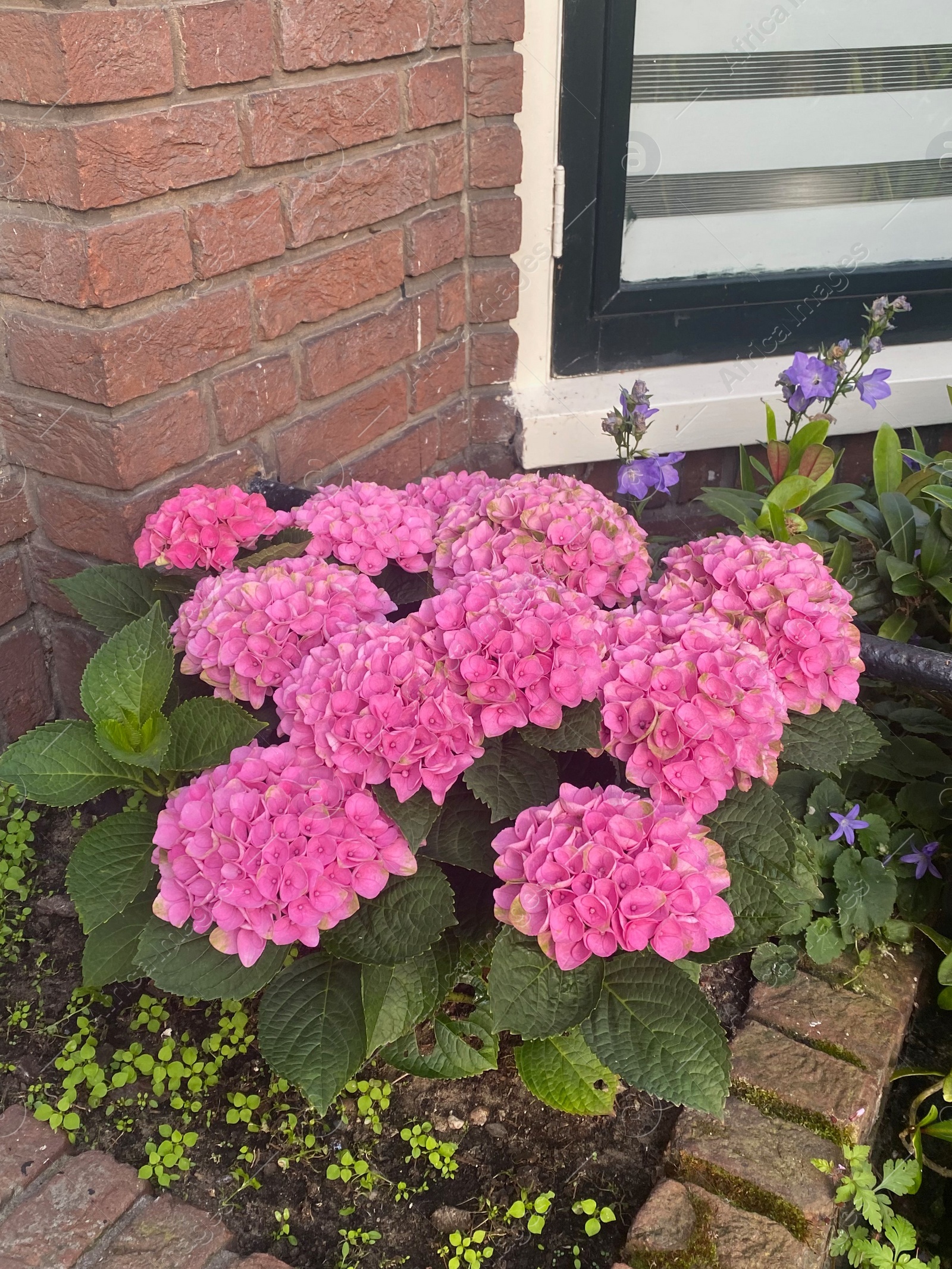 Photo of Hortensia plant with beautiful flowers growing outdoors