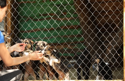 Photo of Woman near cage with homeless dogs in animal shelter, space for text. Concept of volunteering