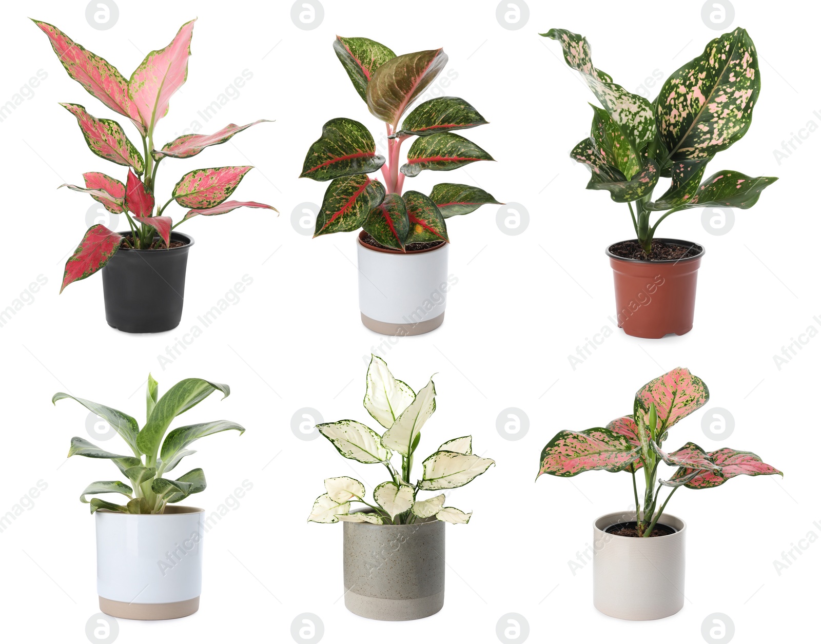 Image of Set of Aglaonema plants for house on white background