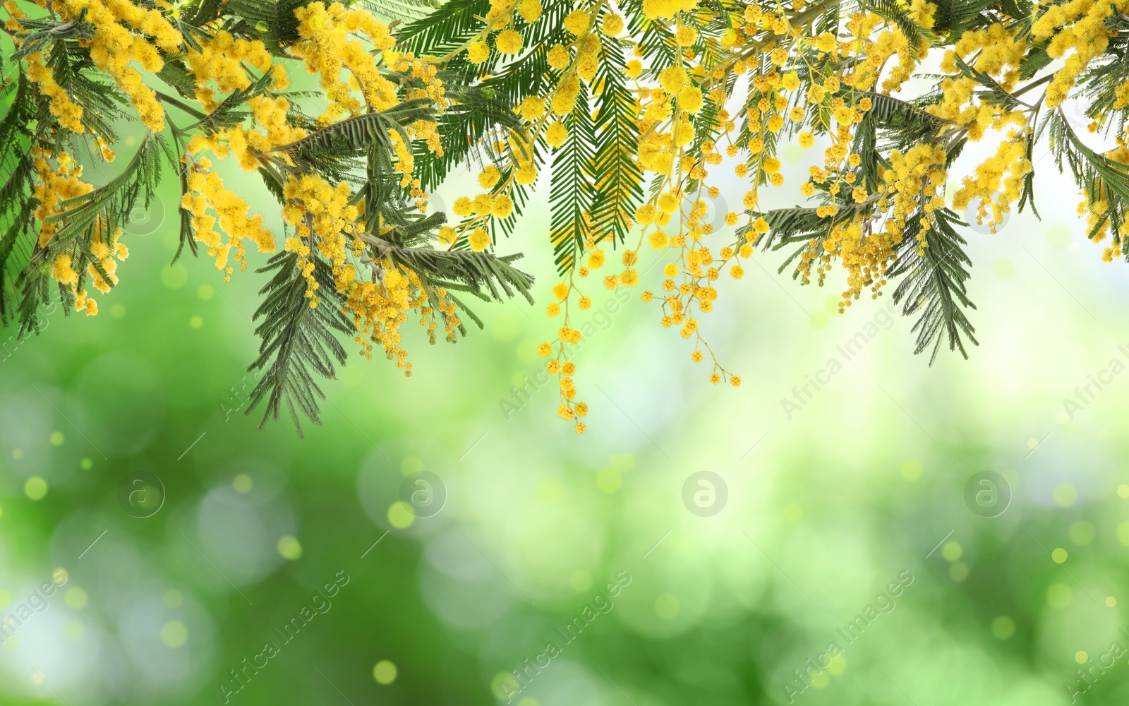 Image of Beautiful yellow mimosa flowers outdoors on sunny day. Bokeh effect